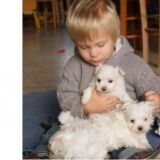   Chiot Bichons maltais miniatures à donner